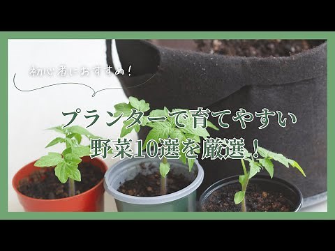 家庭菜園初心者におすすめ！プランターで育てやすい野菜10選を厳選