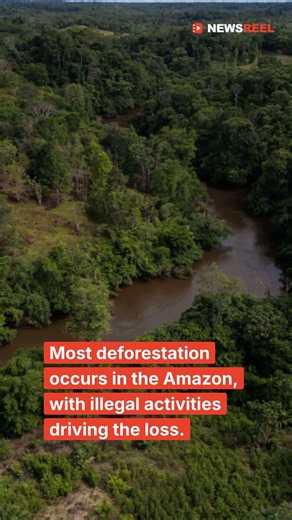 Colombia's Deforestation Rises Slightly 📉