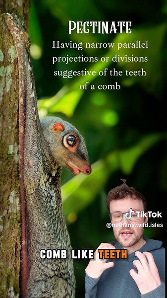 Exploring the Mystical Colugo: Southeast Asia's Gliding Mammal
