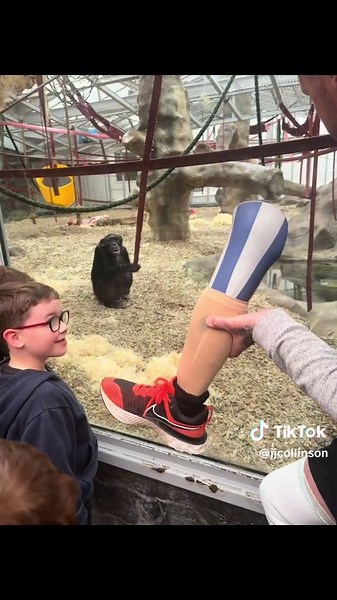 Incredible Chimpanzee Video - Watch Now!🐒