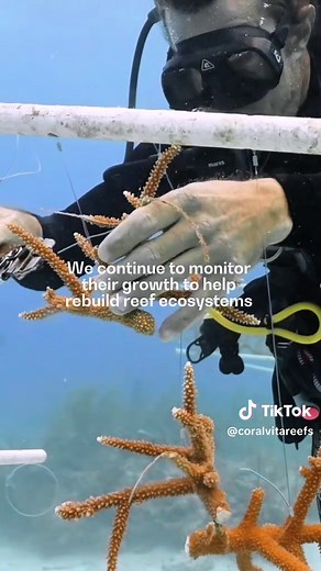 Innovative Coral Farming Techniques for Reef Recovery