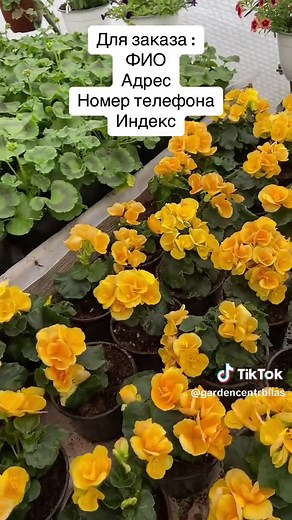 Vibrant Yellow Dutch Iris: Growing Tips and Aesthetic Appeal