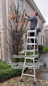 13K views · 20 reactions | Hornbeam trees (Carpinus betulus...