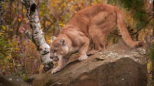 In Plot Twist, Cougars Are Now Hunting Gray Wolves in The United States