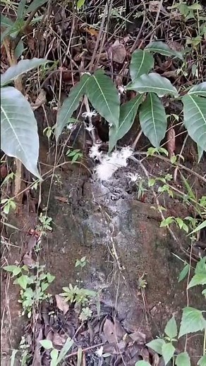 🕷️ Mystery of the White Spider | Nature’s Tiny Ghost Hunter! 👻