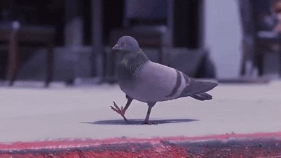 Who Dat? It's a pigeon stepping heavy to music by Emmit Fenn