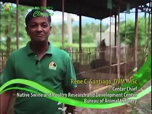 How to Raise Native Pigs | Mag-Agri Tayo