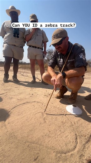 12K views · 148 reactions | These are zebra tracks, which you might...