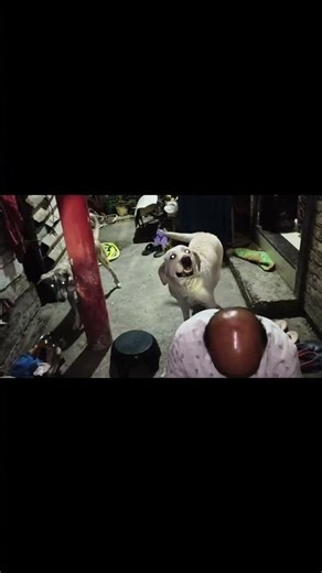 Chicken ke liye intezaar… sabse loyal fans 😍🐶#viral #tranding #shorts #chicken