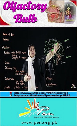 "Olfactory Bulb Explained in 60 Seconds | How Your Brain Detects Smells! 🧠👃"