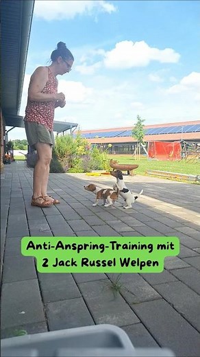 Hundetraining: Anspringen abgewöhnen mit zwei Jack Russel Welpen #hundetraining