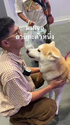 เจอหมาอากิตะตัวหนึ่งที่น่ารักมาก
