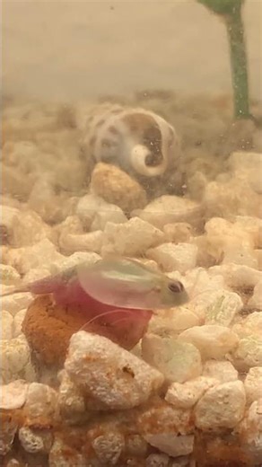 A triop swimming around #triops