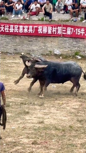 🔥 Buffalo Fight Championship 2025 | Village Bull King Contest 🐂💥 #shorts #buffalofight #viralvideo