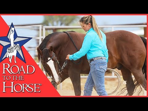 Ground Work Exercises to Gain Confidence with your Horse - With Brandi Lyons