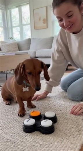 Dachshund Demands Treats from Owner | #dachshund #shorts