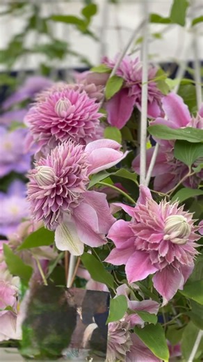 The group is now officially open! 🤩😍👇 I love the pure joy of growing flowers. Whether it’s for business or pleasure - those are the moments we love. 🌿 If you’re not sure where to start, Or you’ve given growing your own flowers a go before but need a bit more direction - I’m excited to officially open our free cut flower festival facebook group - we do it every year!! A whole month full of free resources - videos, masterclasses, tutorials, podcasts, guides, live sessions - all designed to hel