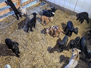 17 Baby Goats Take Over The Farm!