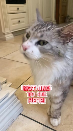 14K views · 144 reactions | RAT RESCUE MISSION  ⛑️ Scooter brought a baby rat home for us  Thankfully unharmed & super cute 殺#rescue #rat #animals #help #nature #cat #wildlife | The Speakmans | Facebook