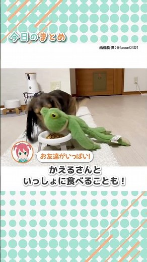 どうしても一緒がいい！ぬいぐるみとごはんを食べるワンちゃん #shorts