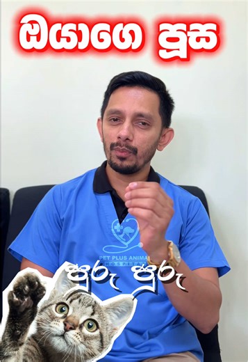 Understanding Cat Purring: When to Be Concerned