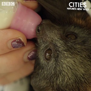 Could you devote your life to these little flying foxes? 😍 #NaturesNewWild | BBC Earth