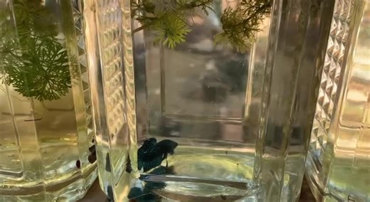 Alien green 📸💥