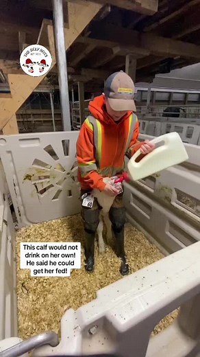 Understanding Dairy Farming Life on a Canadian Farm