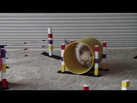 Tonkinese kitten training for CFA Feline Agility