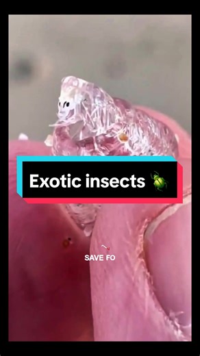 Exotic Insects: Rare and Fascinating Creatures Up Close