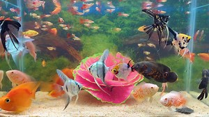 30K views · 731 reactions | Ep.2 Best Combination Difference Type of Fish in Single Tank #reefaquarium #ikanhias #allmymoneygoestocoral #coralreef #cichlidsofinstagram #aquaticplants #photography #plants #saltwatertank #cichlidtank #fishkeeper #nanotank #hobby #reefporn #aquariumplants #corals #aquascapeindonesia #discus #fishofinstagram #instafish #reefaddict #shrimptank #water #guppy #goldfish #monsterfish #saltwater #animals #aqua #plec | Aquarium Home | Facebook