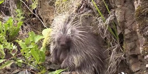 2.4M views · 12K reactions | From hippos to porcupines, discover the strangest mating rituals in the animal kingdom. | National Geographic | Facebook