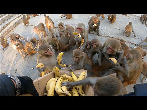 feeding a group of monkeys two crates of bananas | feeding banana to wild monkey | monkey eat banana