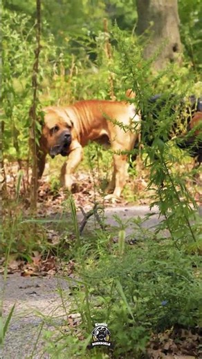 Cane Corso Gets Surrounded by TWO Massive Boerboels