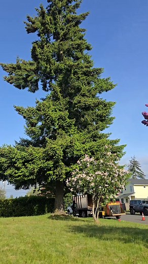 Tree Removal Service - Tacoma Washington Thanks | Anytime Tree Services Llc
