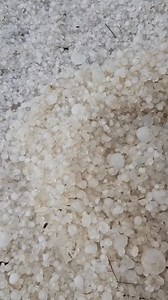 157K views · 907 reactions | Large hail yesterday southwest of Swan River, MB destroyed this Canola field.  from Bill's Interesting Things shared with permission. #MBwx #MBstorm #harvest #harvestseason | NZP Chasers | Facebook