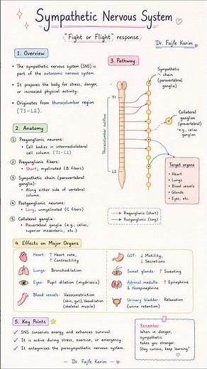 🧠 Sympathetic Nervous System – The "Fight or Flight" Response!