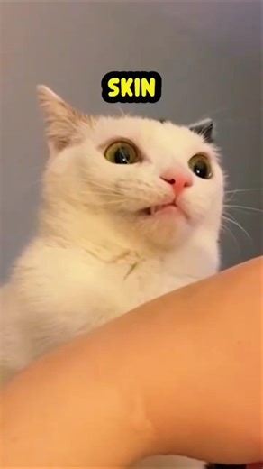 Funny Cats Voice Over 🤣😸