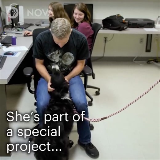 Do dogs really love us, or do they just want treats? Scientists used an MRI machine to find out: | NOVA l PBS