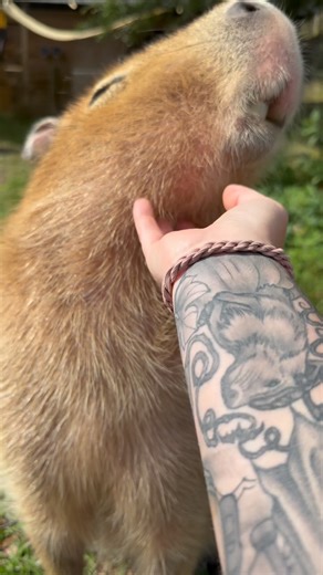 10K reactions · 182 comments | Cheesecake the capybara loves doing her happy chittering sounds while being scratched 殺 Granted, she never stops her happy chittering  #capybara #capybaras #cuteanimals #capybaralove #funnyanimals #animals #cute #funny #wildlife | Dark Wings Wildlife & Education | Facebook