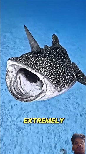 hungry shark #foryou #islamicstoriesinurduandhindi #exe #islamicvideo #funny #bome