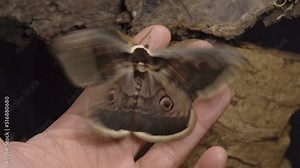 Giant moth on finger Flapping Wings Then Fly Off, Macro Slow Motion Top Shot