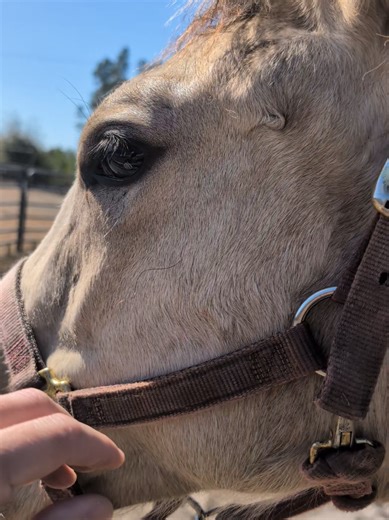 The Hilarious Life of Equestrians in Florida