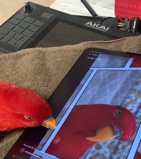 Gumi the Charming Parrot: A Close-Up Experience