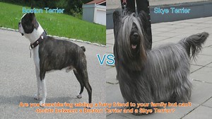 Boston Terrier vs. Skye Terrier: Choosing the Right Breed for You