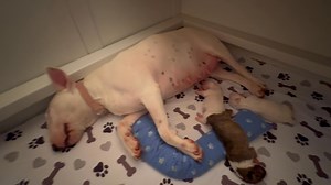 Four week old puppies and a tour of our whelping box set up ❤️ we go into much more detail in our breeders course https://bit.ly/NewborntoNewHome. Show us your whelping box set ups, we’d love to see them! | Puppy Culture