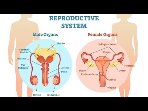 Reproduction in Animals PART 1