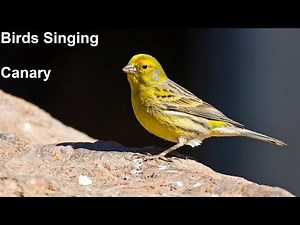 Birds Singing - Canary - Sounds of Nature