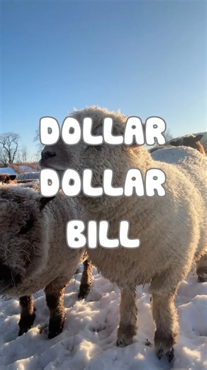 Justin Kamm | Satire | Allegory | Comedy | Politics on Instagram: "This week on the pasture: memory erasure, moral rebranding, and loyalty framed as culture. Nothing says leadership like rewriting the walls and demanding applause. 🐑 📬 Comment SUBSTACK to get the full unfiltered essays."