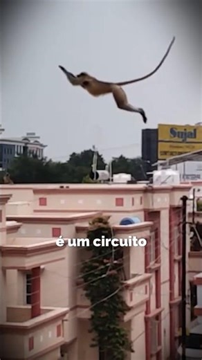 Esse MACACO faz PARKOUR